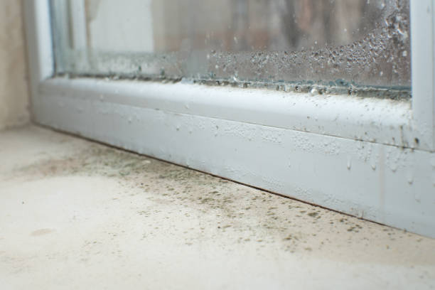 Best Water Damage & Mold Remediation  in Vernon, WI